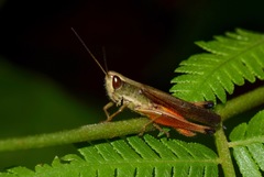 Amblytropidia trinitatis