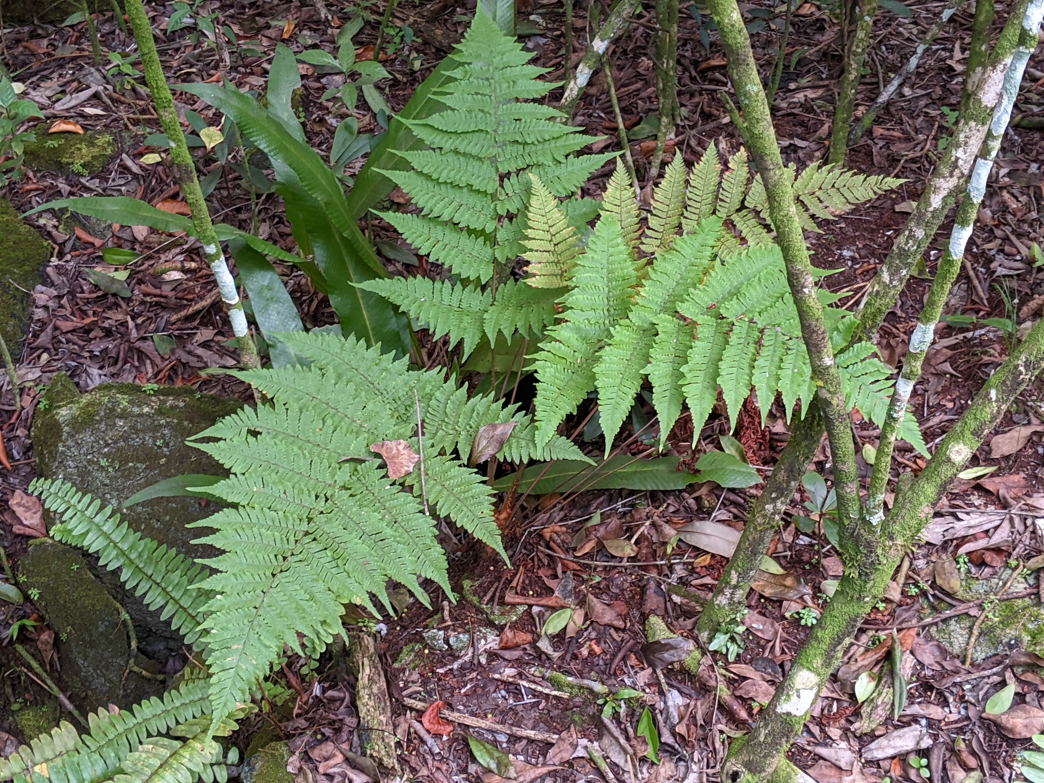 Ctenitis sloanei