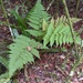 Florida Tree Fern - Photo (c) Nate Martineau, some rights reserved (CC BY-NC), uploaded by Nate Martineau