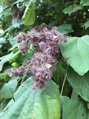 Heliocarpus pallidus