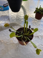 Dionaea