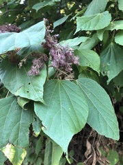 Heliocarpus pallidus