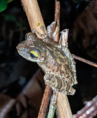 Osteocephalus oophagus