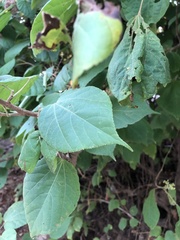 Heliocarpus pallidus