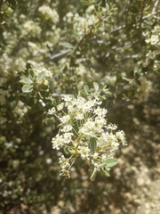 Ceanothus pauciflorus
