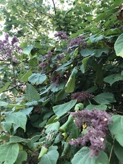 Heliocarpus pallidus