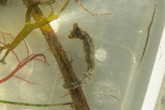 Hippocampus zosterae