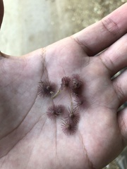 Heliocarpus pallidus