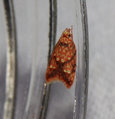 Lophopepla igniferella