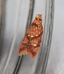 Lophopepla igniferella