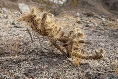 Cylindropuntia chuckwallensis