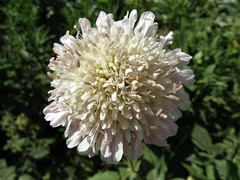 Knautia magnifica