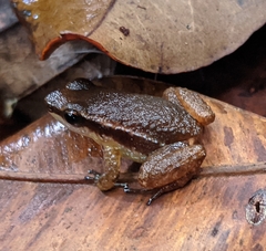 Anomaloglossus baeobatrachus