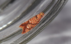 Lophopepla igniferella