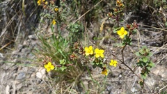 Chaetolepis microphylla