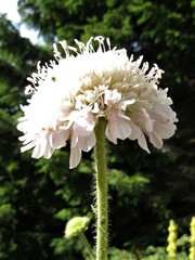 Knautia magnifica