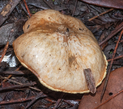 Suillus umbonatus