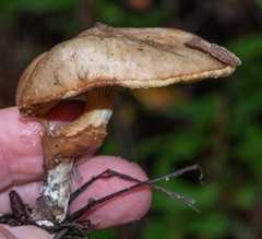 Suillus umbonatus