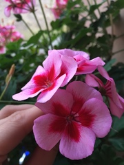 Ciconium