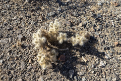 Cylindropuntia chuckwallensis