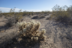 Cylindropuntia chuckwallensis