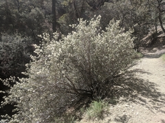 Ceanothus pauciflorus