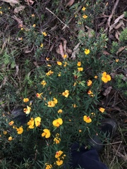 Pultenaea muelleri