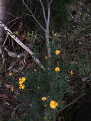 Pultenaea muelleri