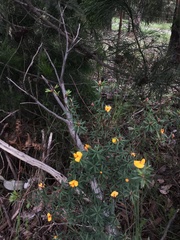 Pultenaea muelleri