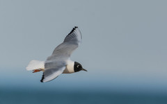 Chroicocephalus philadelphia