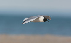 Chroicocephalus philadelphia