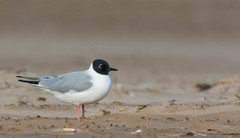 Chroicocephalus philadelphia