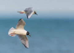 Chroicocephalus philadelphia