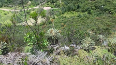 Espeletia corymbosa