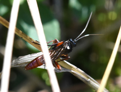 Ichneumonidae