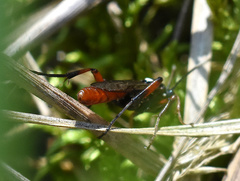 Ichneumonidae