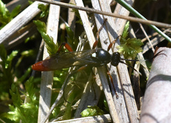 Ichneumonidae