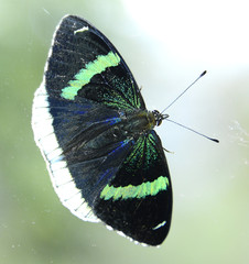 Perisama bomplandii bomplandii