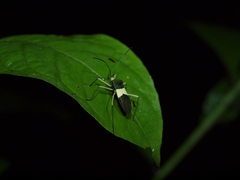 Paryphes