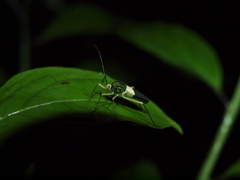 Paryphes