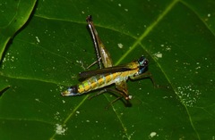 Eumastax