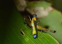 Eumastax