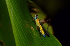 Eumastax