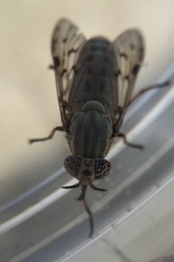 Silvius quadrivittatus