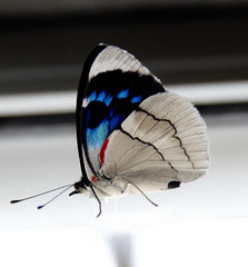 Perisama bomplandii bomplandii