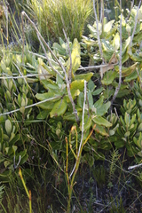 Hermas villosa