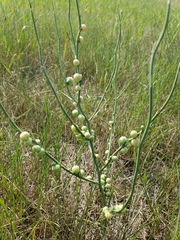 Antistrophus pisum
