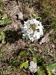 Glandularia platensis