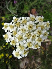 Achillea lingulata