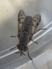 Silvius quadrivittatus